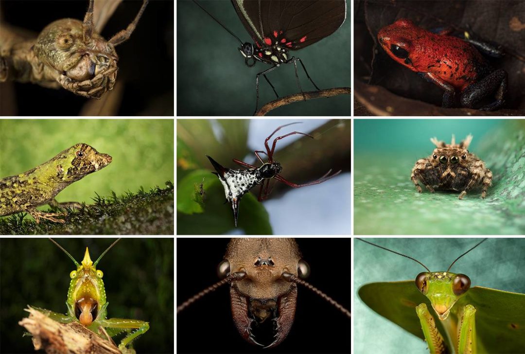 大神课程 微距拍摄昆虫花朵珠宝摄影技巧视频教程 Fstoppers – Mastering Macro Photography – The Complete Shooting and Editing Tutorial – Andres Moline_img_3