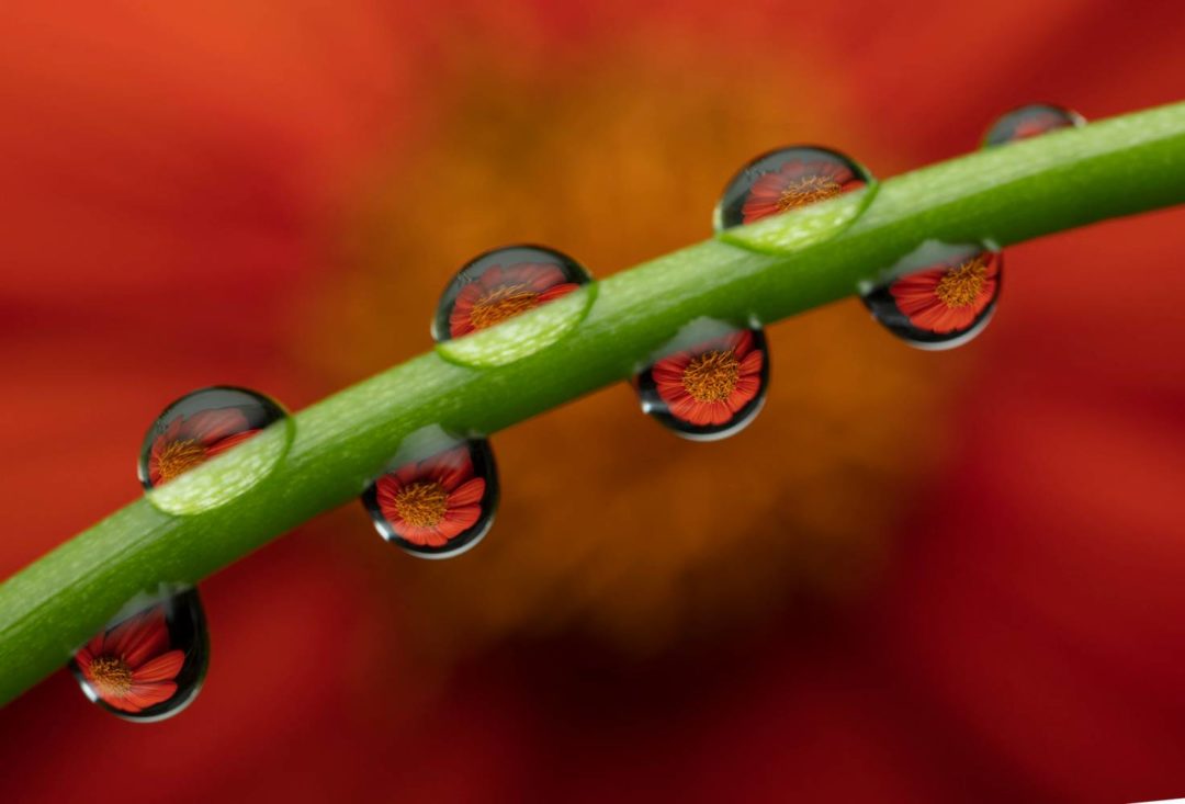 大神课程 微距拍摄昆虫花朵珠宝摄影技巧视频教程 Fstoppers – Mastering Macro Photography – The Complete Shooting and Editing Tutorial – Andres Moline_img_3