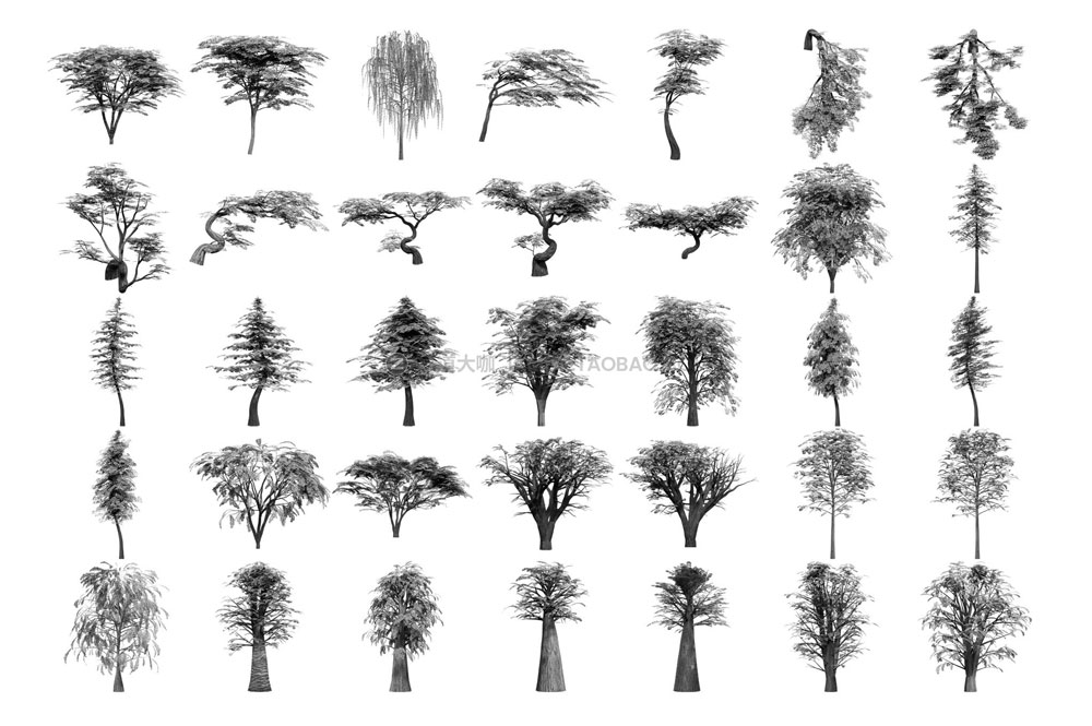 300多款逼真森林树木树叶叶子ps/procreate/affinity笔刷设计素材 Tree Brushes - Willow Edition_img_2