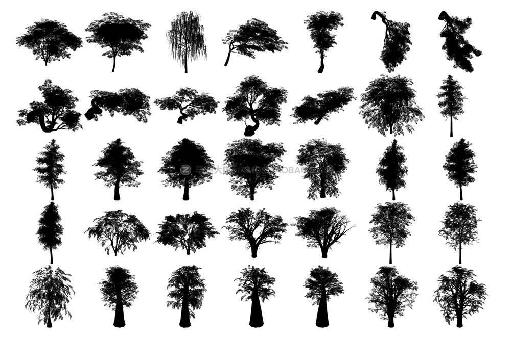 300多款逼真森林树木树叶叶子ps/procreate/affinity笔刷设计素材 Tree Brushes - Willow Edition_img_2