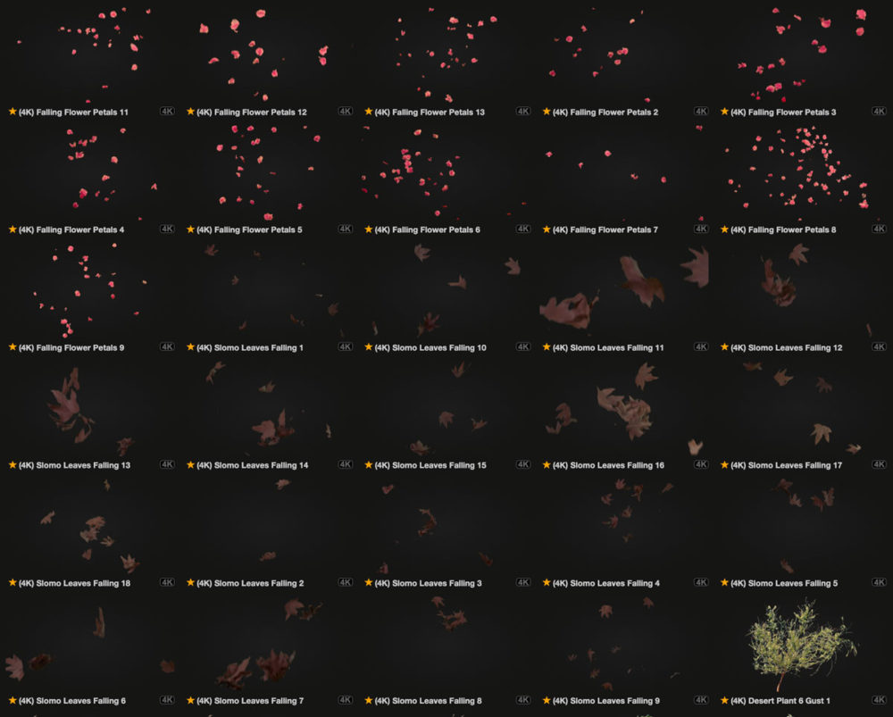 110组花瓣树叶飘落树木杂草海草飘摇4k视频设计素材 FootageCrate - Plants & Flowers_img_2