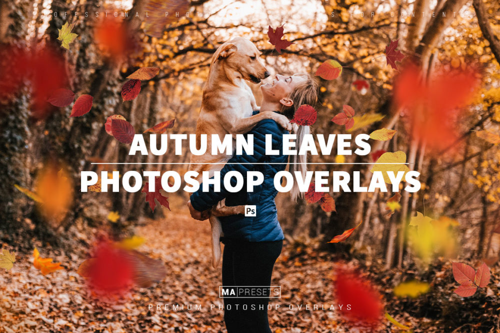 70款逼真复古秋季树叶图层叠加png免抠背景图片设计素材 70 Autumn Leaves Overlays_img_2