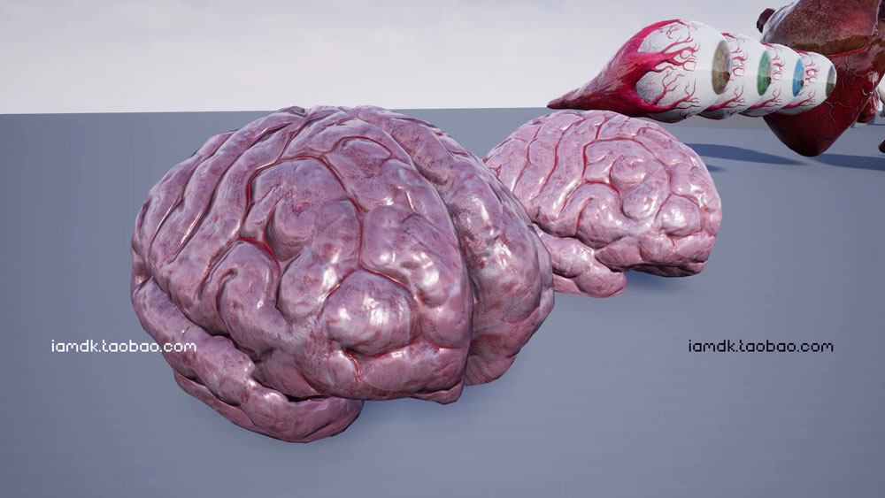 UE模型 人脑眼睛心肺肝脏牛肉3D设计素材 Unreal Engine – Internal Organs Collection_img_2