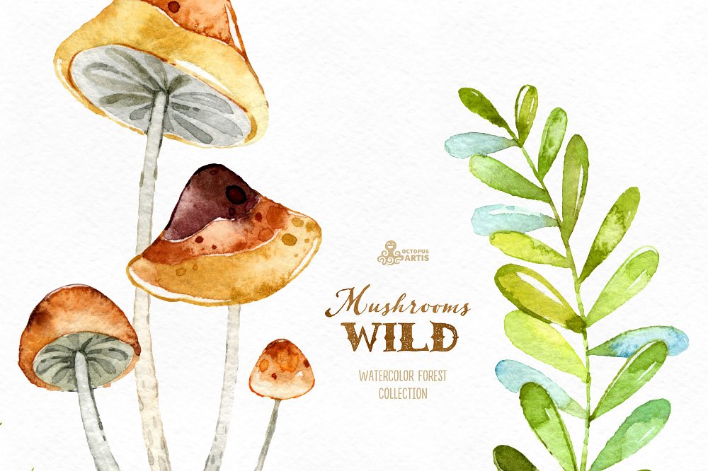 神奇野生森林蘑菇手绘水彩画PNG透明背景图片素材 Wild Mushrooms. Forest Collection_img_2