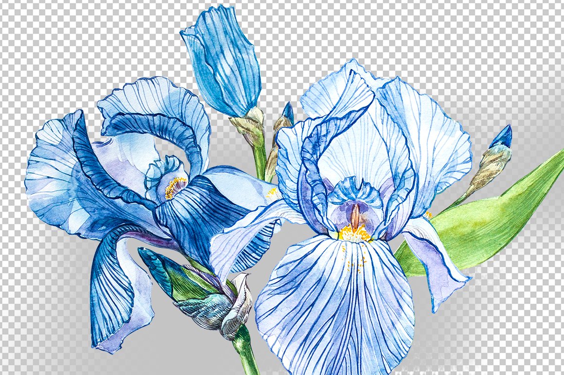 虹膜鸢尾花水彩插图PS设计素材 Iris Watercolor Illustration_img_2