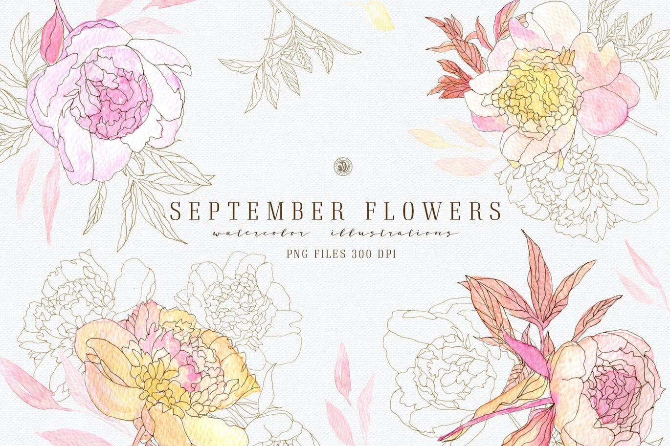 九月花花卉手绘水彩画PNG透明图片素材 September Flowers vol. 2_img_2