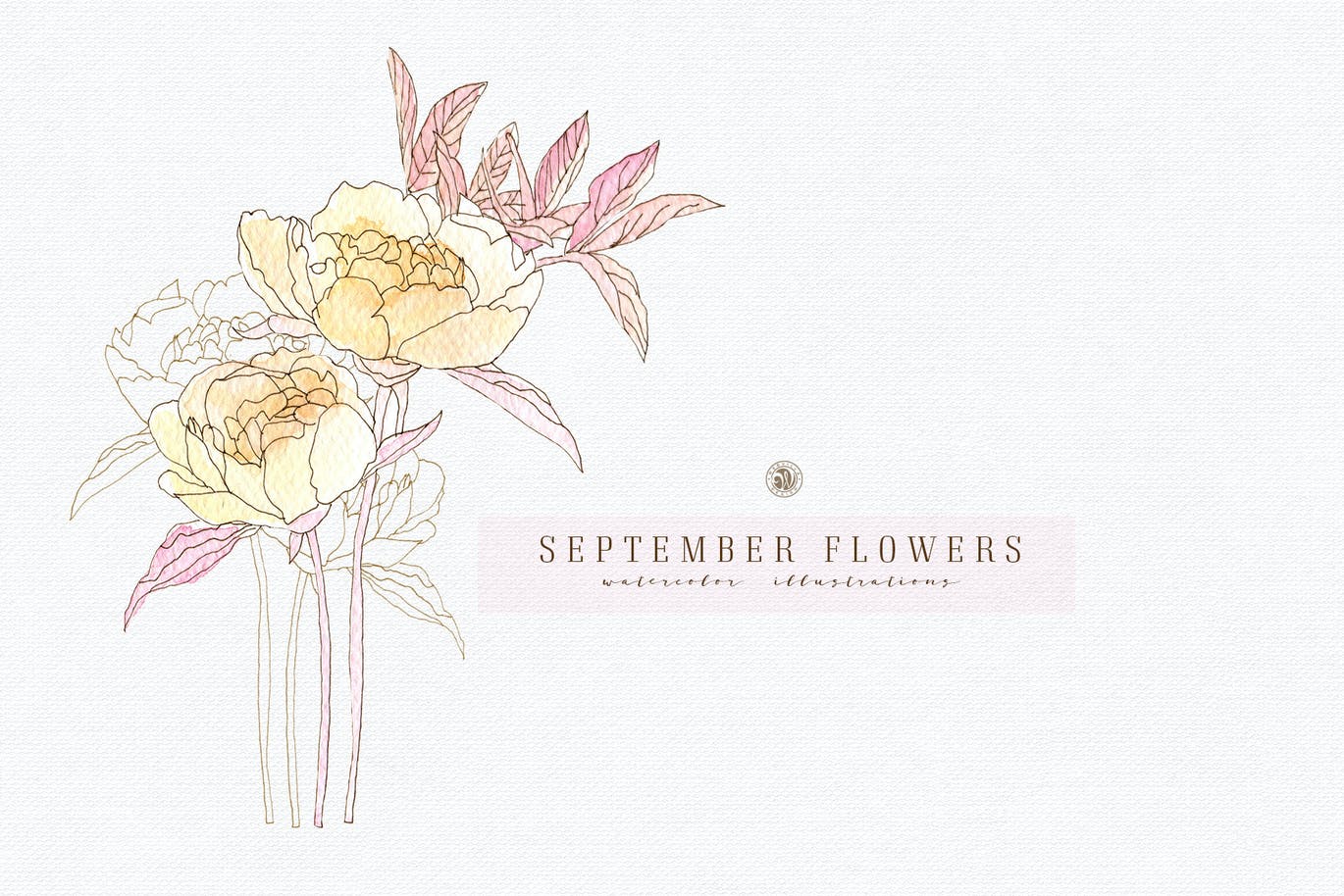 九月花花卉手绘水彩画PNG透明图片素材 September Flowers vol. 2_img_2