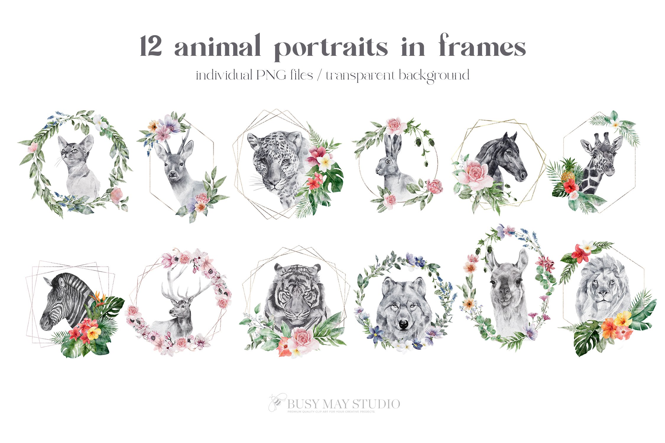 60款野生动物花卉手绘水彩几何框架PNG免扣图片素材 Watercolor Animal Portraits And Flowers_img_2