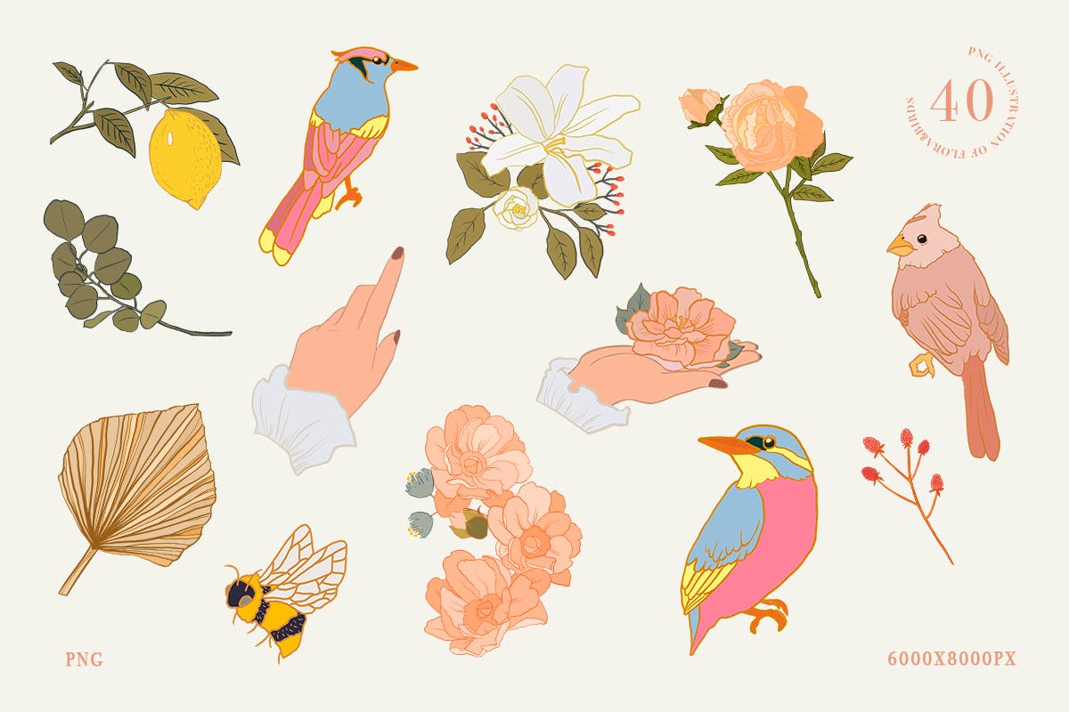 40款鸟类花卉手绘插画PNG图片设计素材 40 Floral And Birds Illustrations_img_2