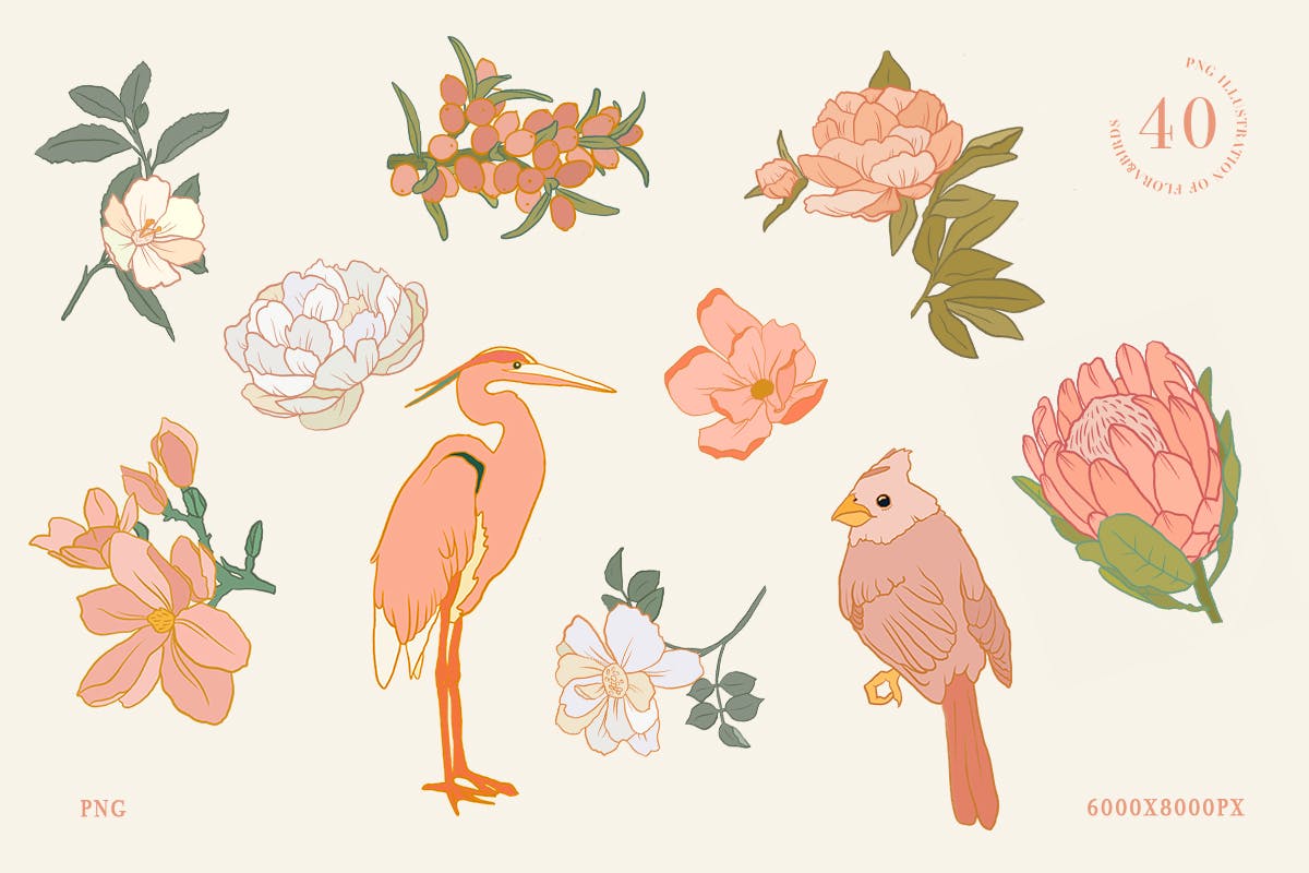 40款鸟类花卉手绘插画PNG图片设计素材 40 Floral And Birds Illustrations_img_2