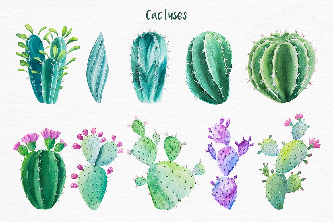 迷人仙人掌花卉手绘水彩画设计素材 Cactus Watercolor Illustrations_img_2