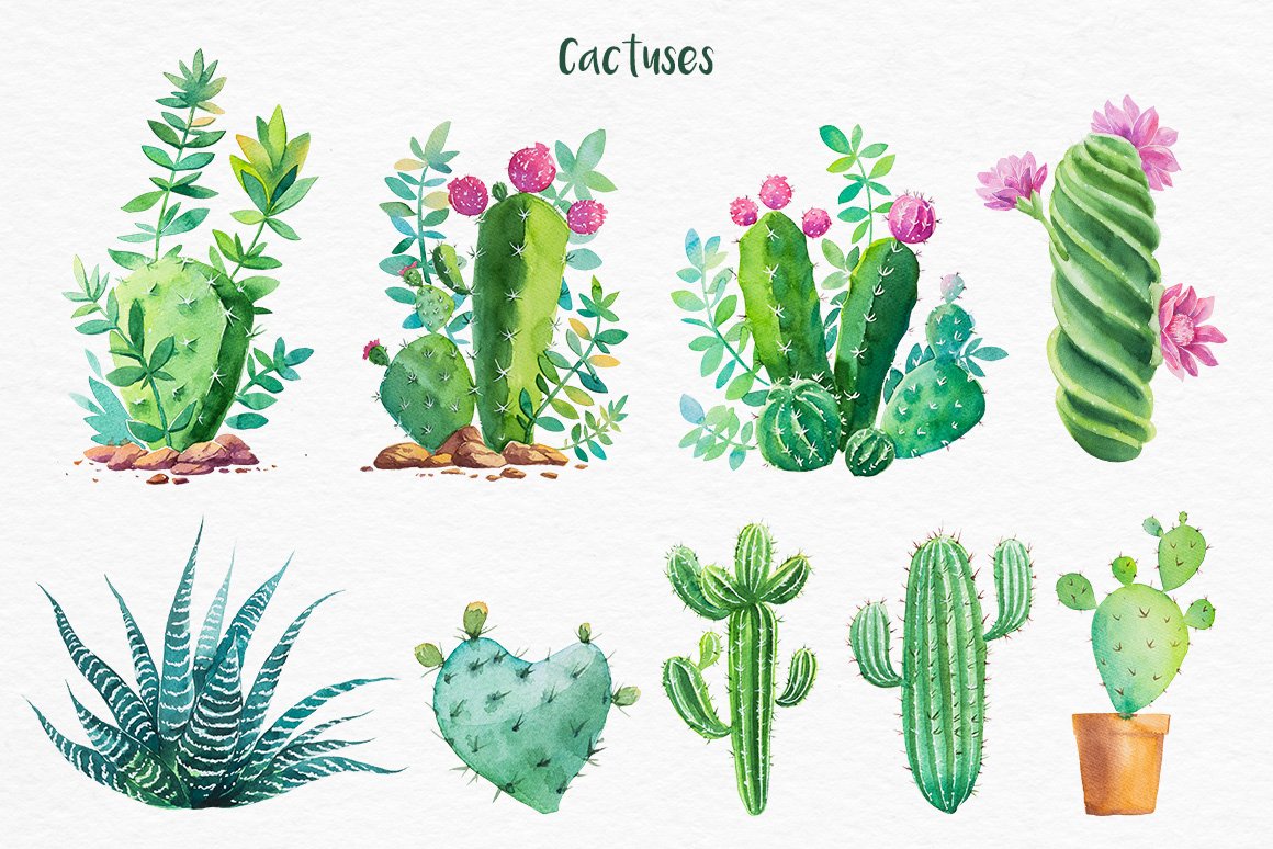 迷人仙人掌花卉手绘水彩画设计素材 Cactus Watercolor Illustrations_img_2