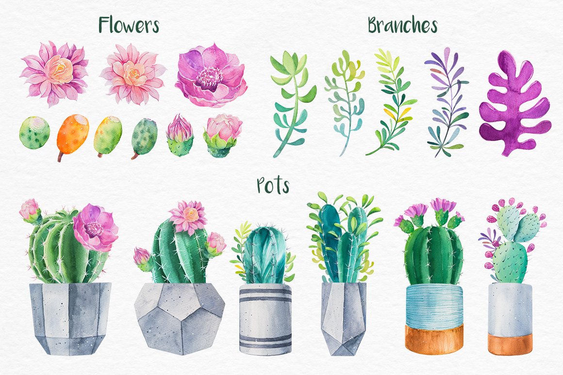 迷人仙人掌花卉手绘水彩画设计素材 Cactus Watercolor Illustrations_img_2