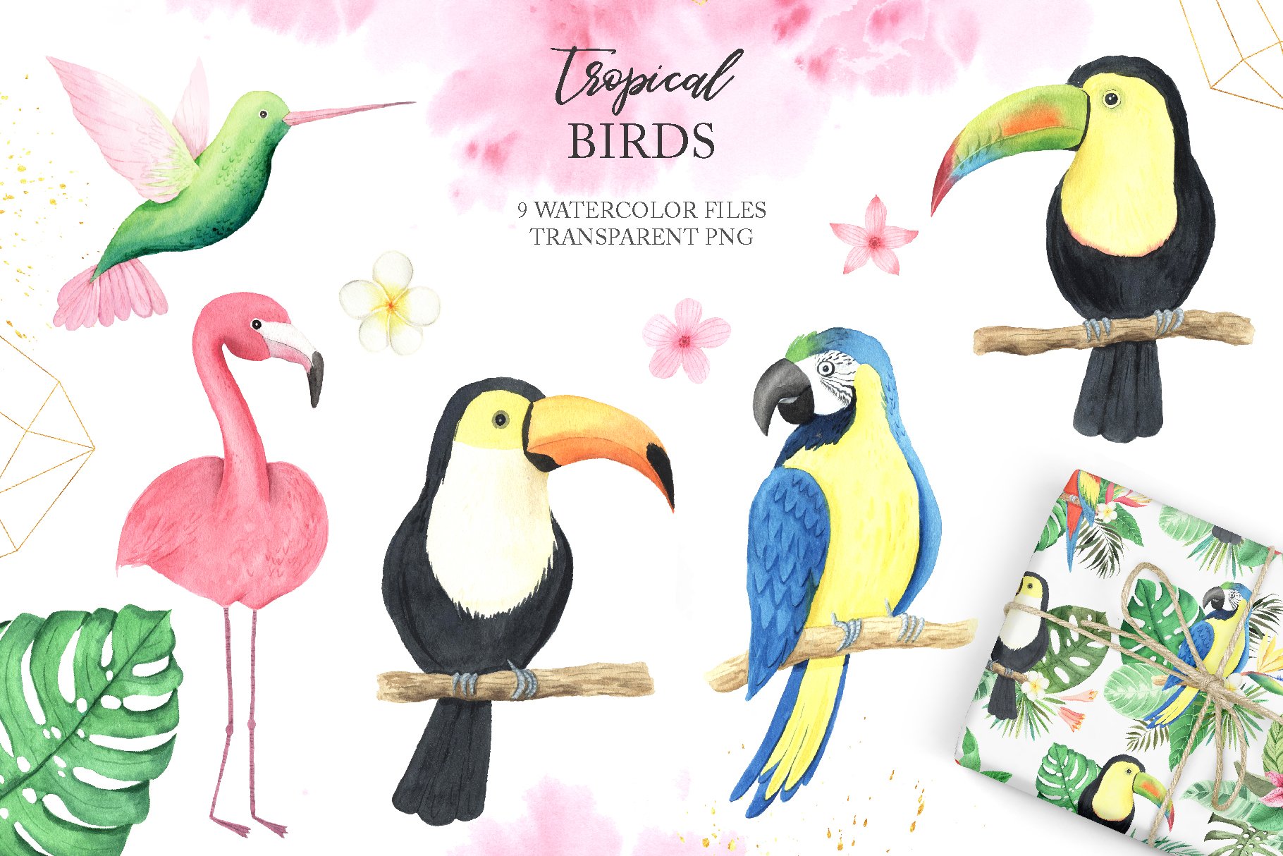 夏威夷热带植物叶子鸟类手绘水彩画PNG免抠图片素材 Watercolor Tropical Birds Set_img_2