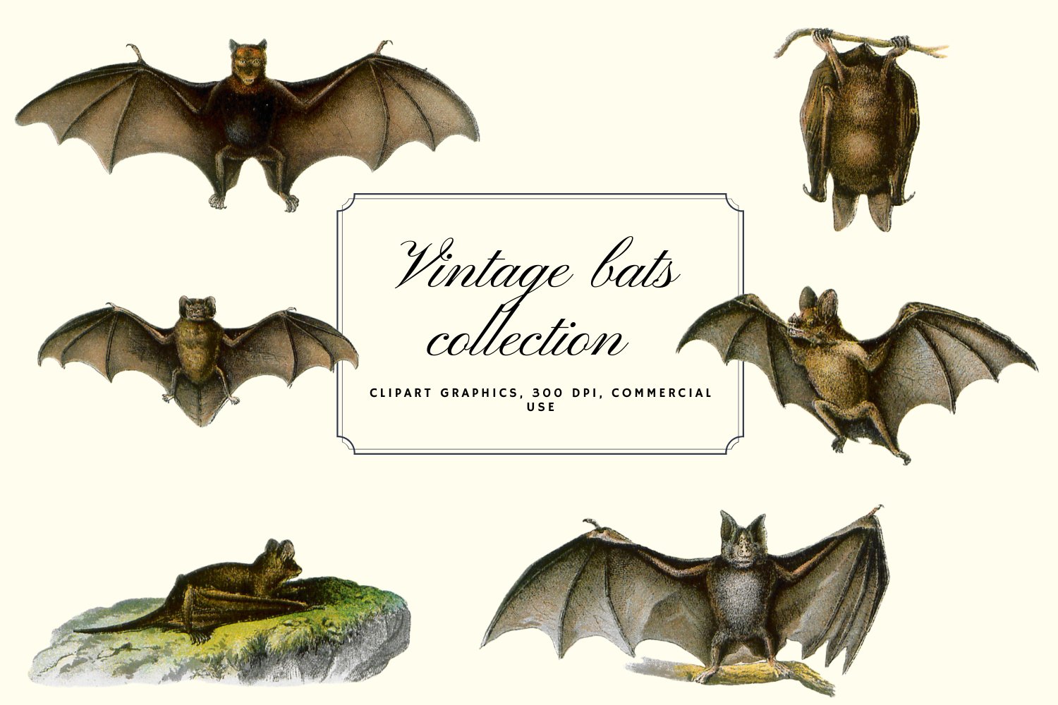 10个高清蝙蝠背景PNG免抠图片素材 Vintage Bats Collection, Creepy Graphics_img_2