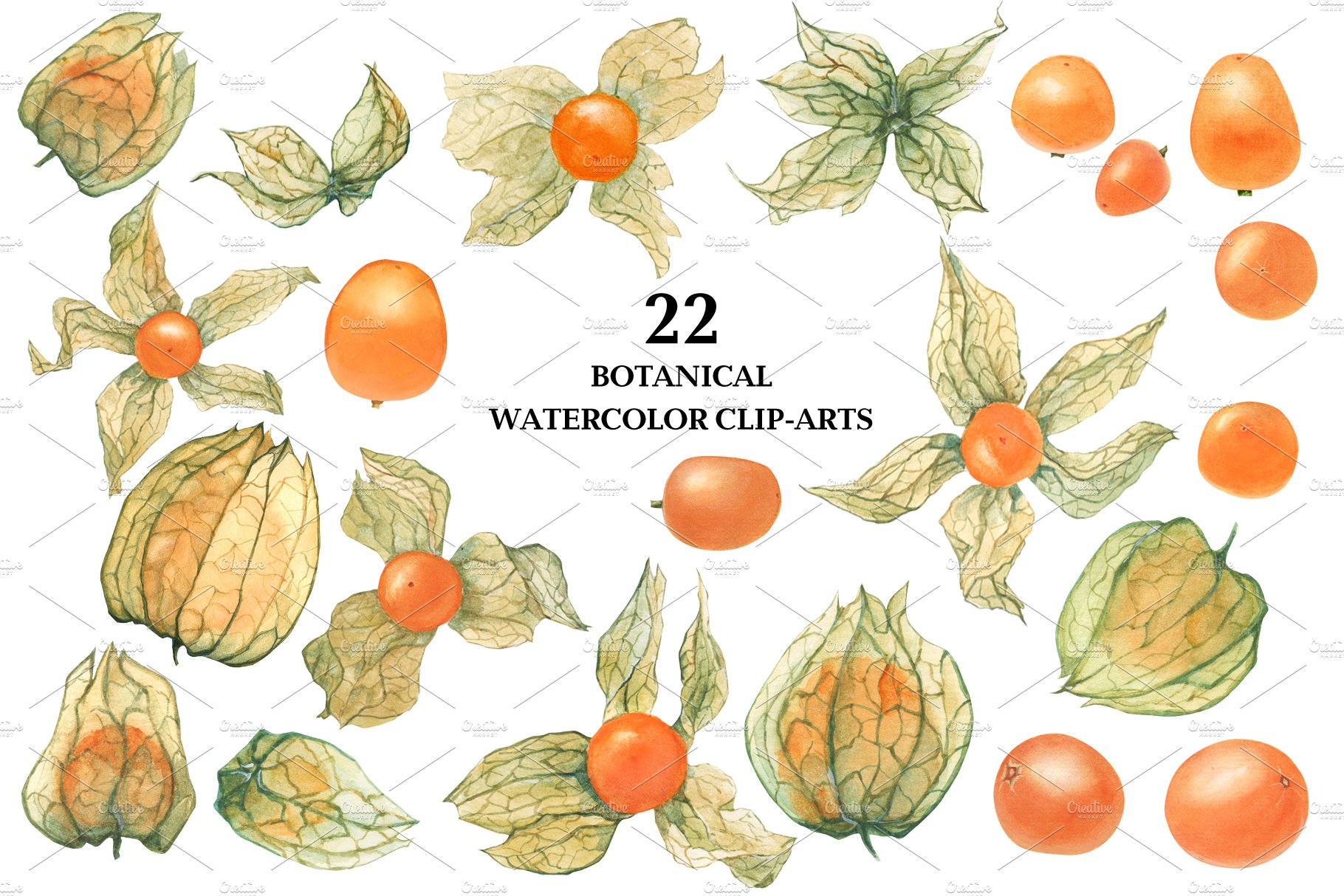 现代水彩水果装饰图案插图PNG透明图片素材 Physalis Botanical Watercolor_img_2