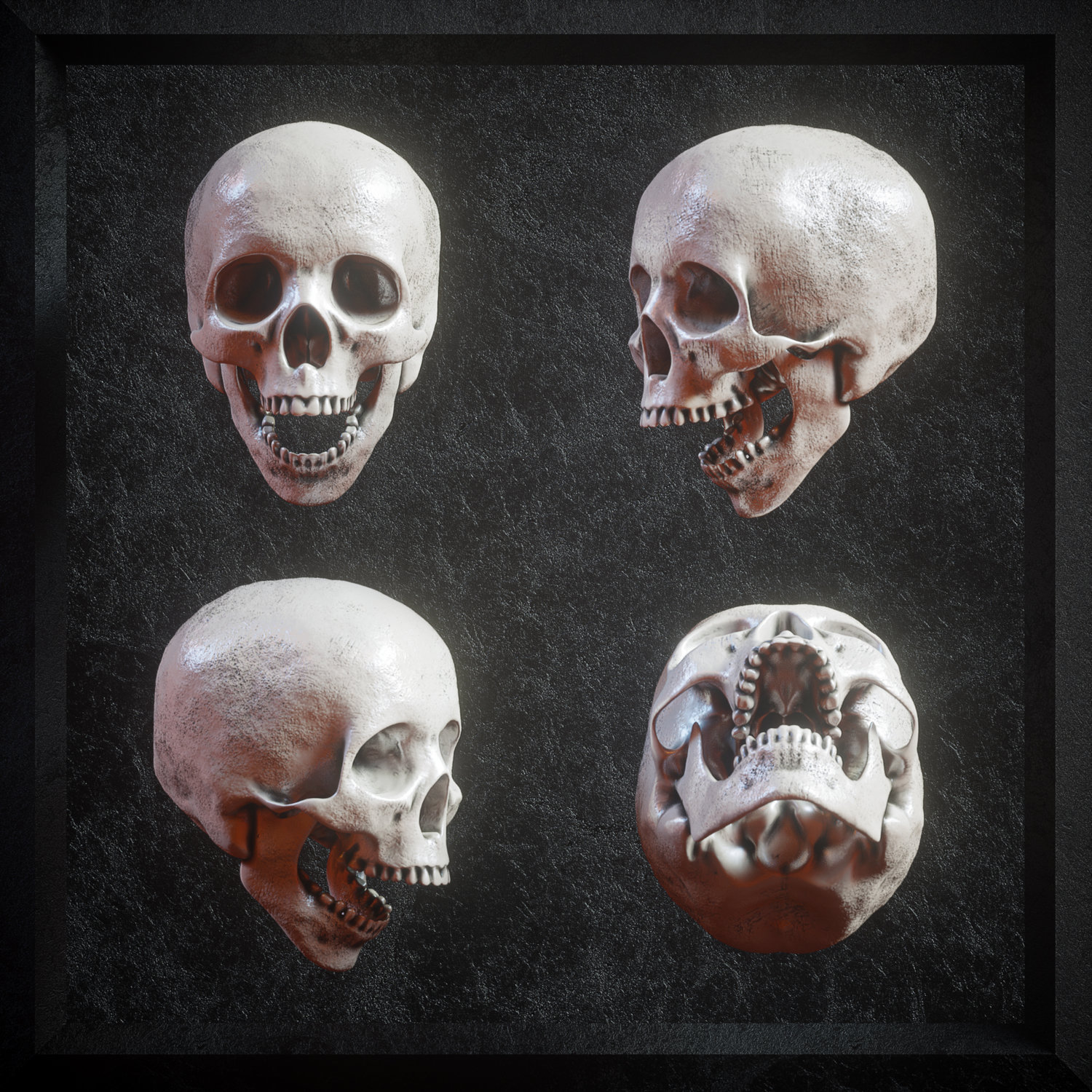 逼真3D人类头盖骨模型PNG免抠图片素材 Billelis 3D Skull Model Pack VOL1_img_2