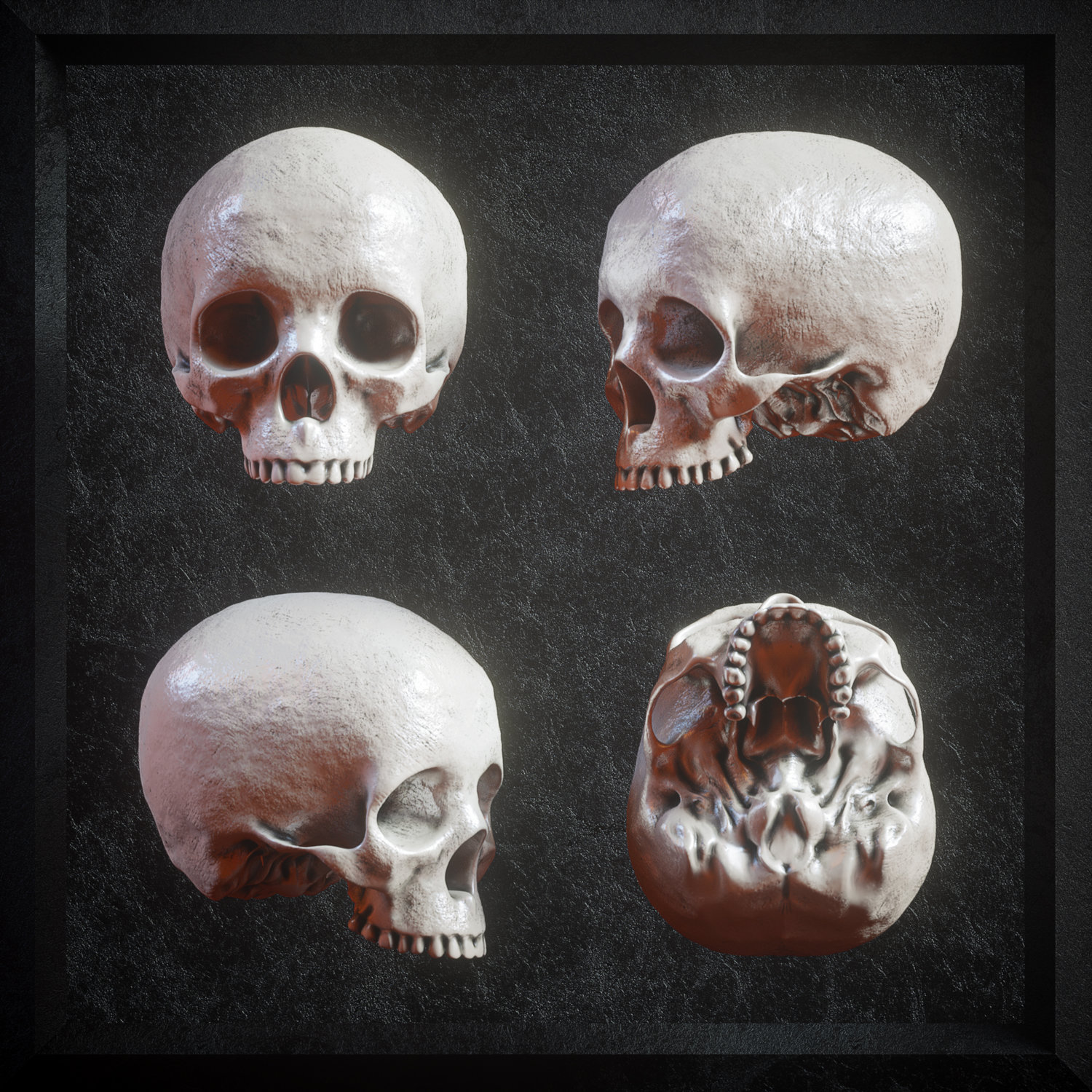 逼真3D人类头盖骨模型PNG免抠图片素材 Billelis 3D Skull Model Pack VOL1_img_2