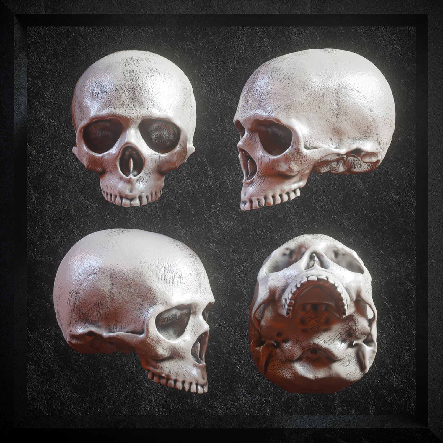 逼真3D人类头盖骨模型PNG免抠图片素材 Billelis 3D Skull Model Pack VOL1_img_2