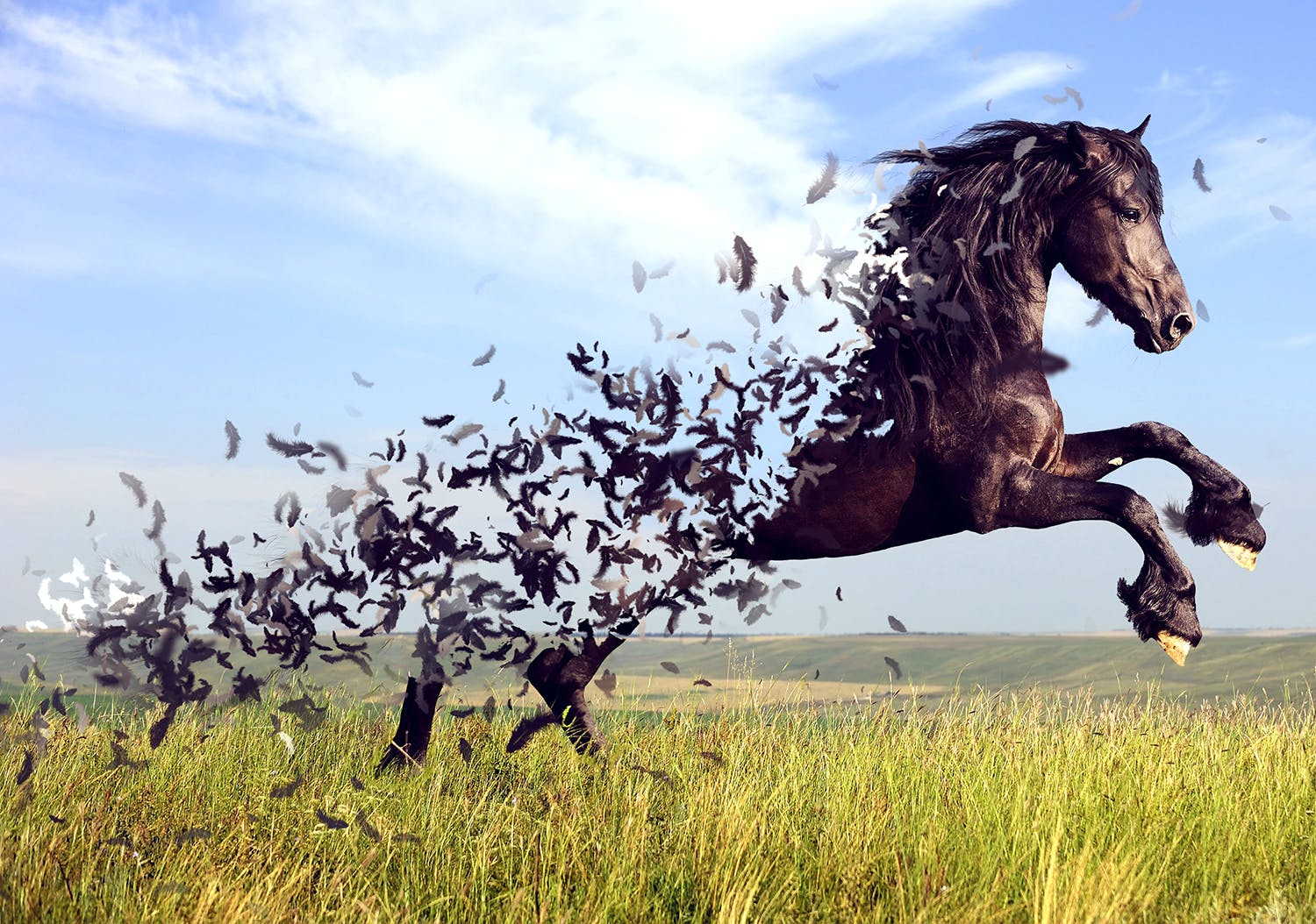 散布羽毛效果照片处理特效PS动作模板 Feathers Photoshop Action_img_2