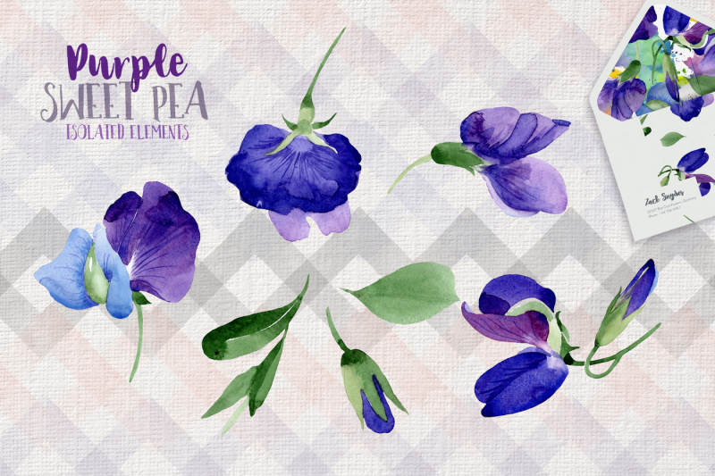 44个手绘紫色豌豆花卉水彩画素材 Purple Sweet Pea PNG Watercolor Flower Set_img_2