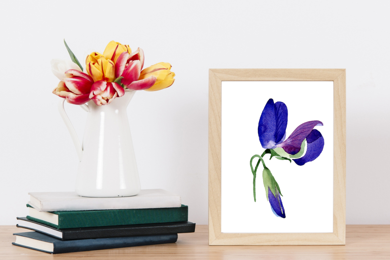 44个手绘紫色豌豆花卉水彩画素材 Purple Sweet Pea PNG Watercolor Flower Set_img_2