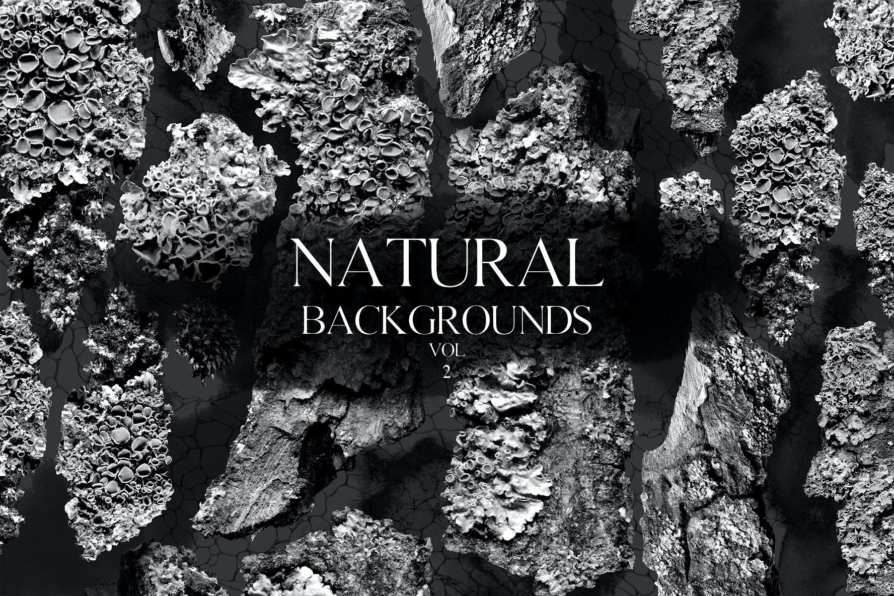灰色调大自然系列植物干枯背景插图 Natural Backgrounds Vol.2_img_2