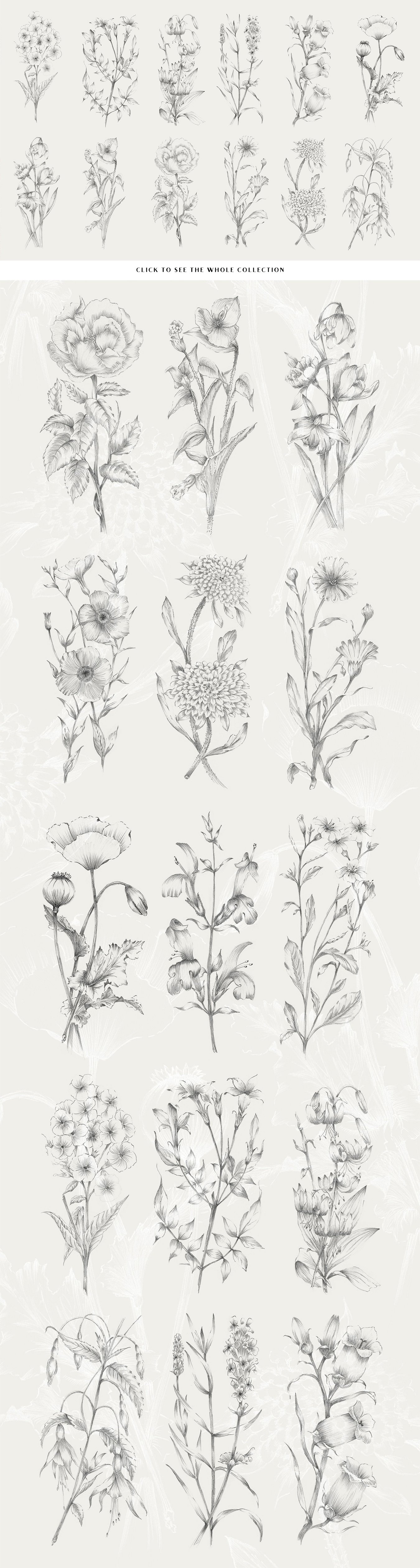 15张复古艺术手绘植物花卉插图素材 15 Handcrafted Flower Illustrations_img_2