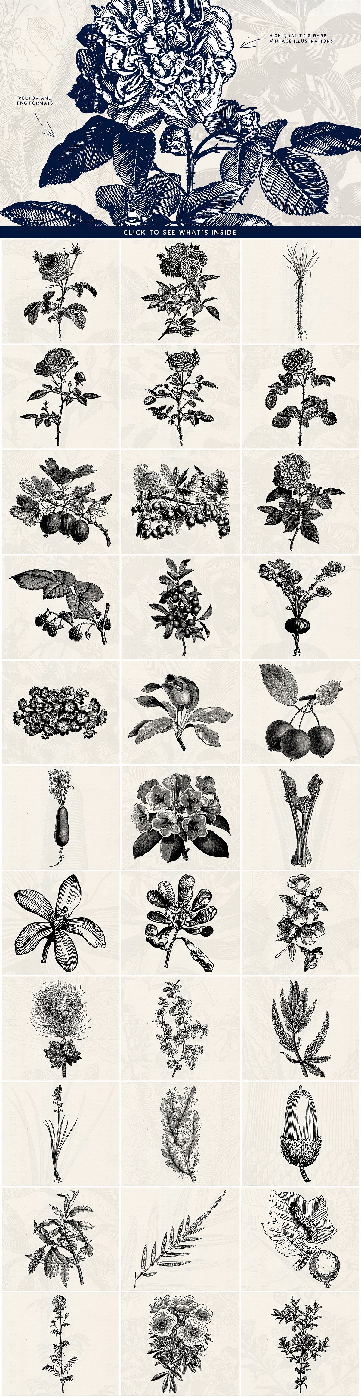 63款单色复古艺术手绘水果花卉矢量插画 63 Fruit & Flower Illustrations_img_2