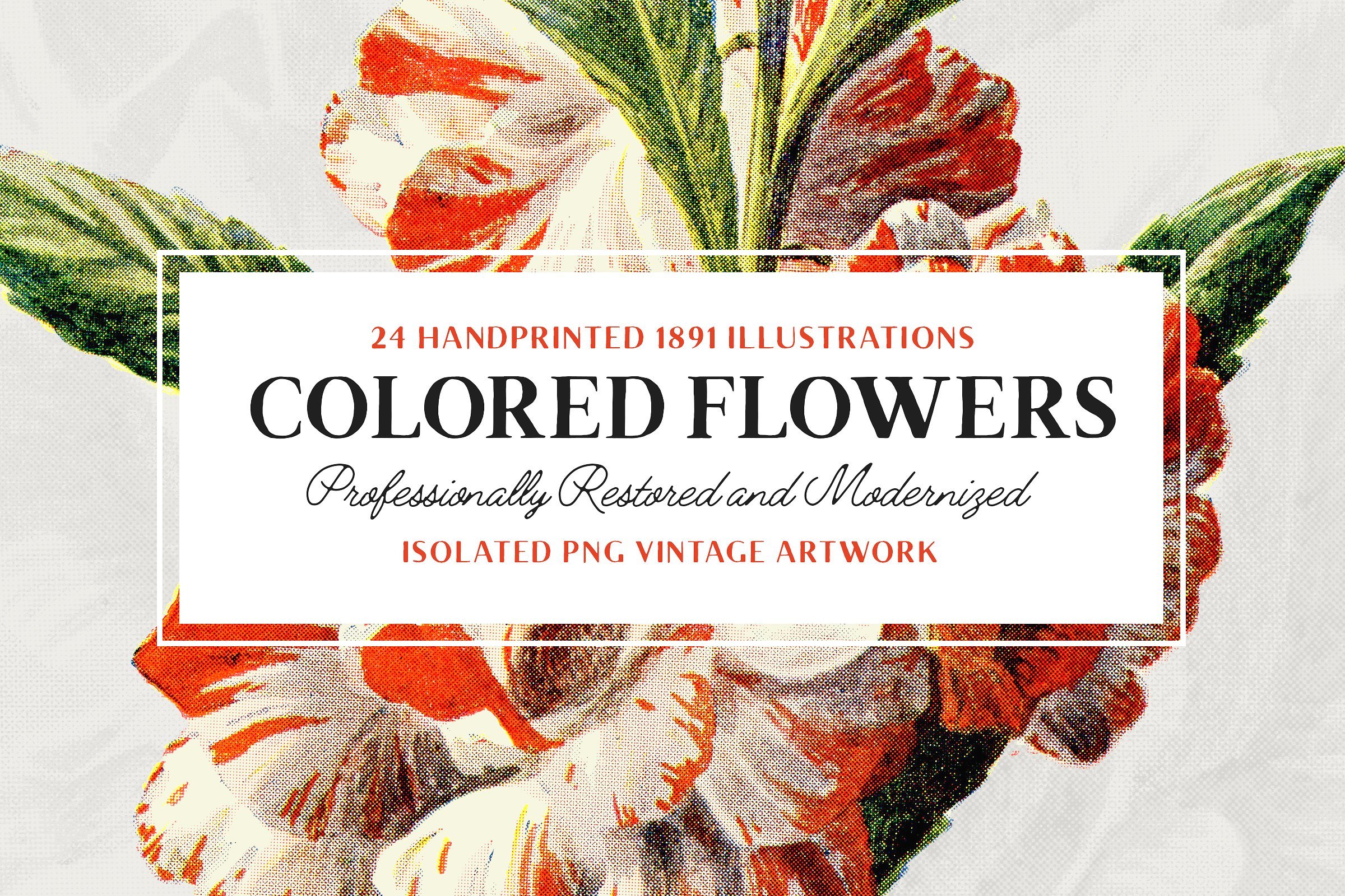 24款复古艺术手绘写实植物花卉插画PNG免扣图片素材 24 Colored Flower Illustrations_img_2