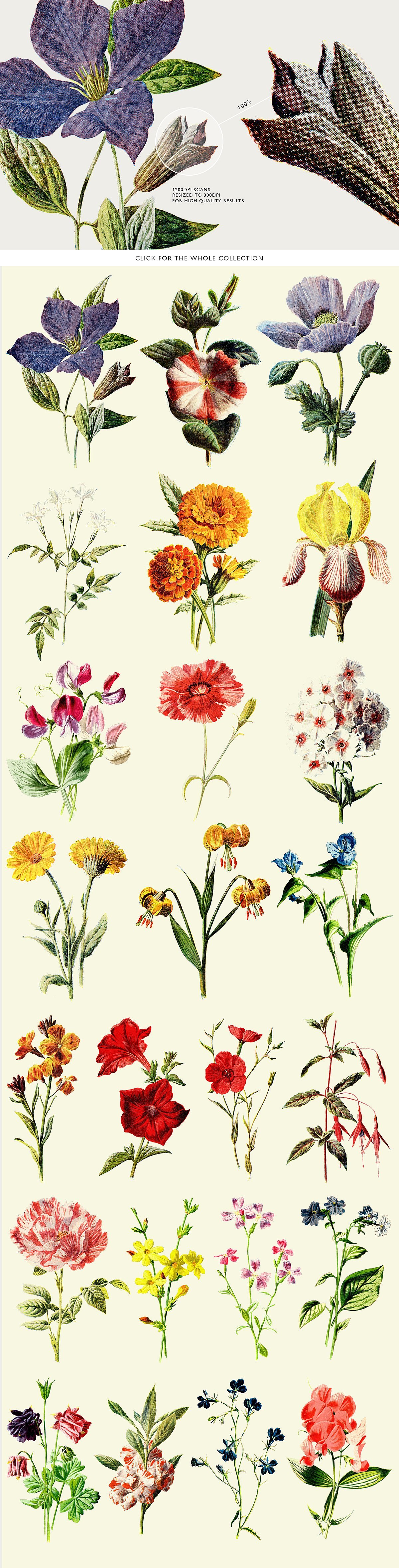 24款复古艺术手绘写实植物花卉插画PNG免扣图片素材 24 Colored Flower Illustrations_img_2