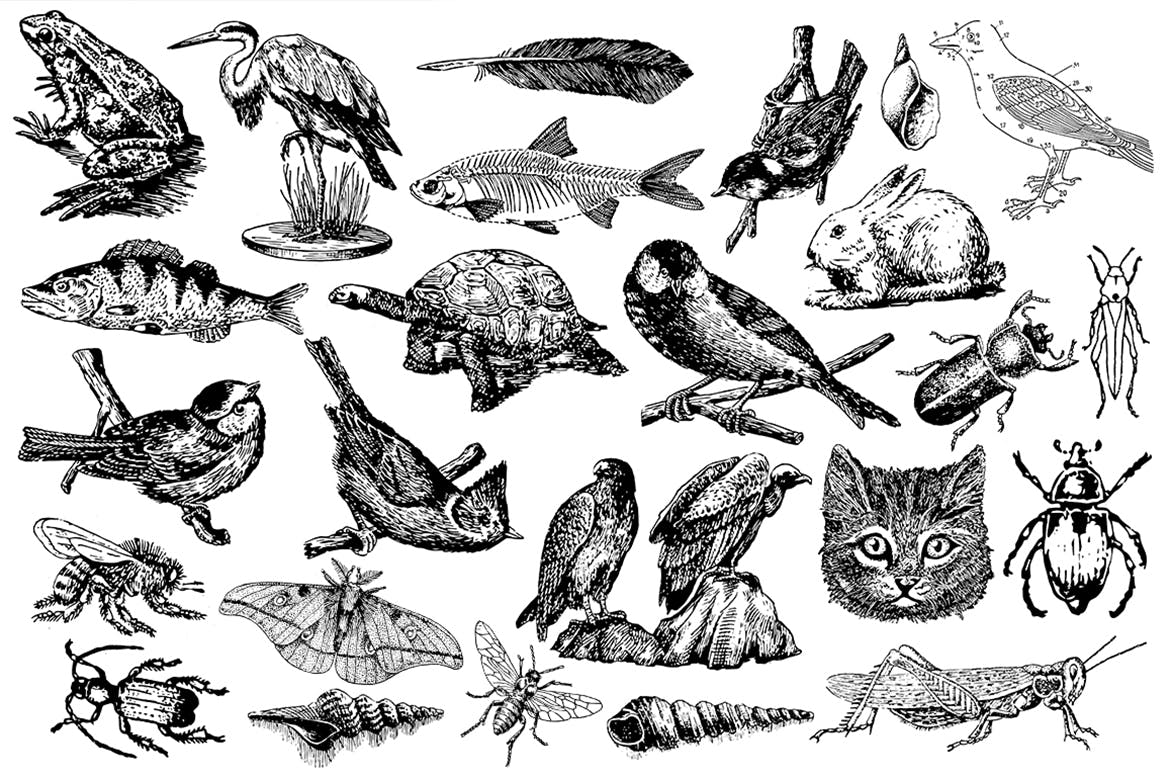 49个复古版画动物昆虫手绘矢量插图 Animals And Insects Vectors_img_2