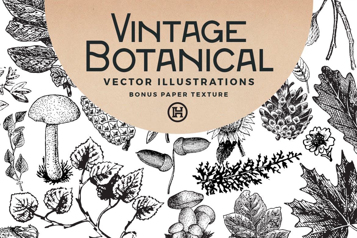 64款复古老式手绘植物矢量插图 Vintage Botanical Vector_img_2