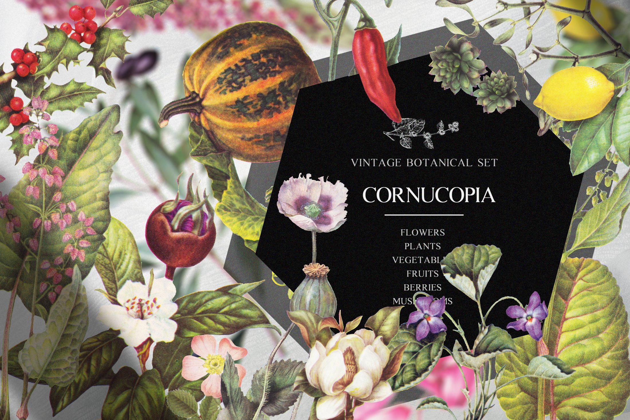 120多个复古植物水果蔬菜手绘剪贴画素材 Vintage Botanical Set - Cornucopia_img_2