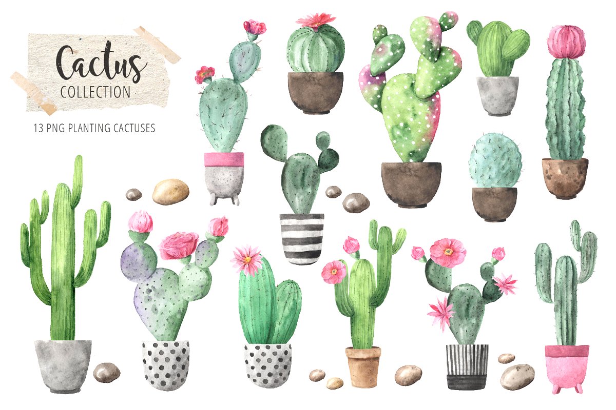 时尚仙人掌花卉金线水彩插画合集 Watercolor Exotic Cactus Collection_img_2