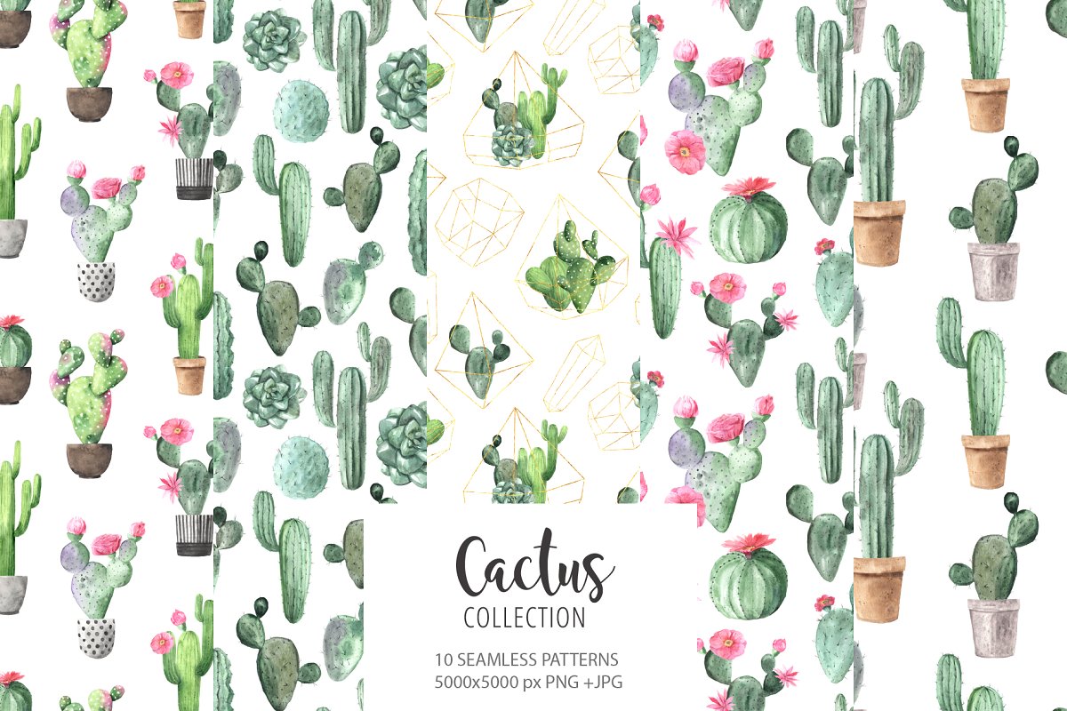 时尚仙人掌花卉金线水彩插画合集 Watercolor Exotic Cactus Collection_img_2