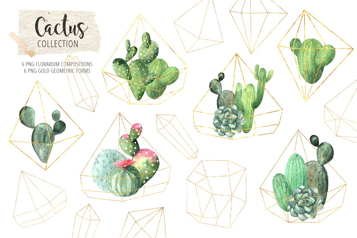 时尚仙人掌花卉金线水彩插画合集 Watercolor Exotic Cactus Collection_img_2