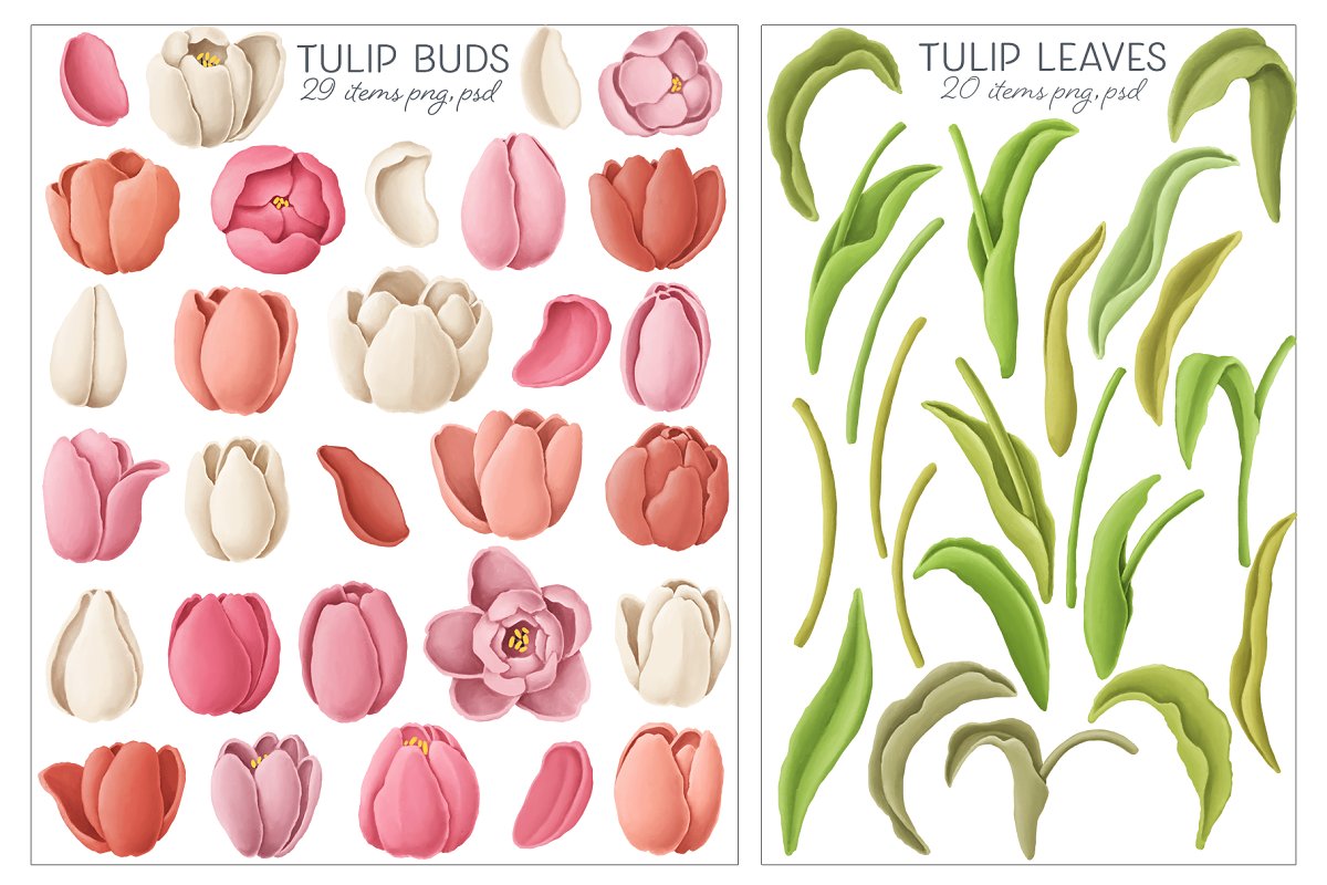 郁金香花卉手绘水彩剪贴画集合 Tulip Flowers, Patterns, Borders_img_2