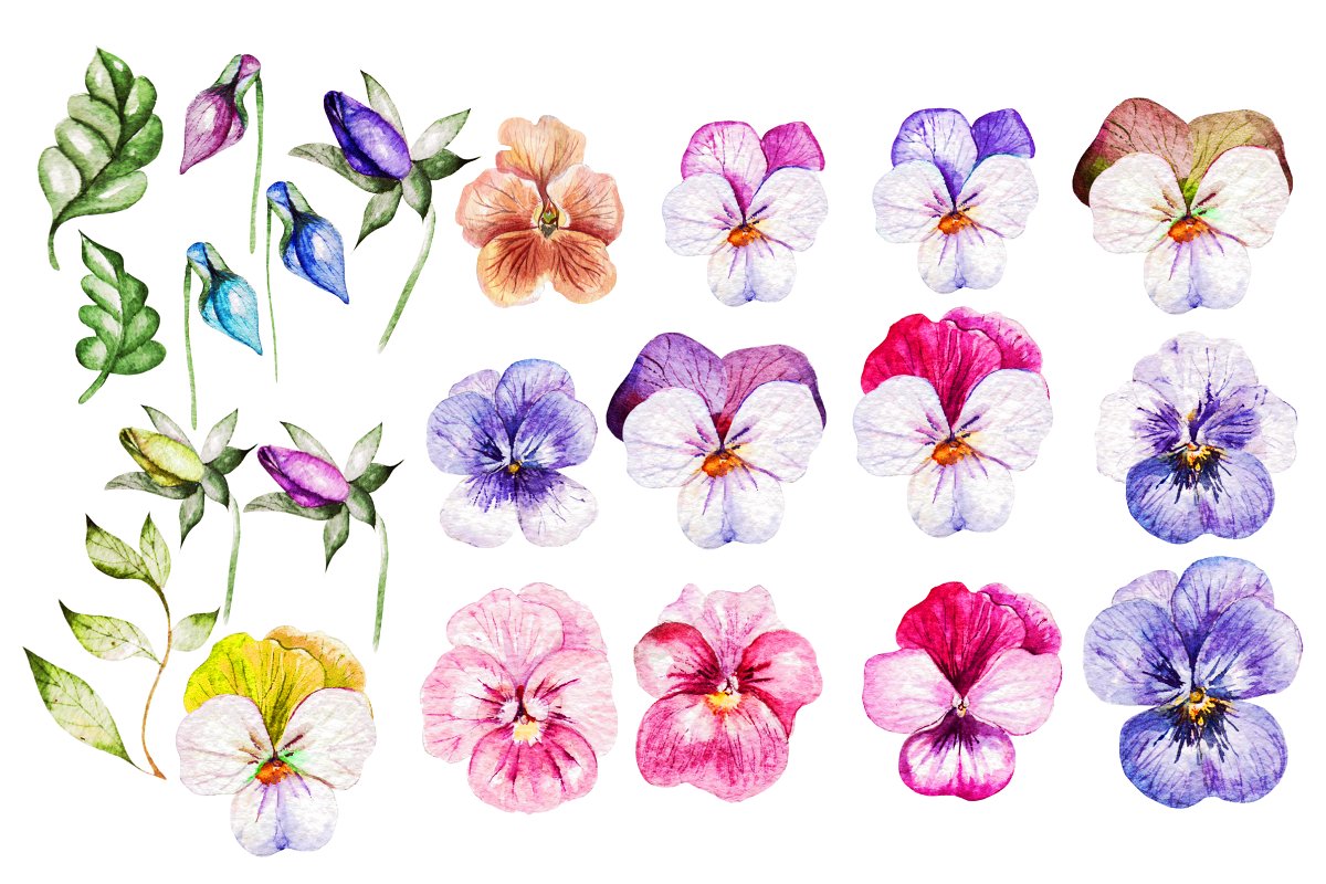 精致三色堇花卉水彩插画设计素材 Watercolor PANSY FLOWERS_img_2