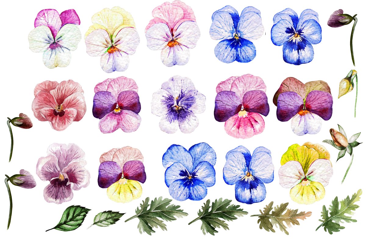 精致三色堇花卉水彩插画设计素材 Watercolor PANSY FLOWERS_img_2