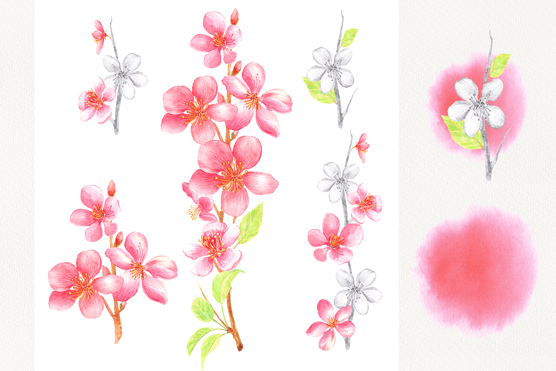 春天主题花卉手绘剪贴画集 Watercolor Spring Blossom Clip Art_img_2