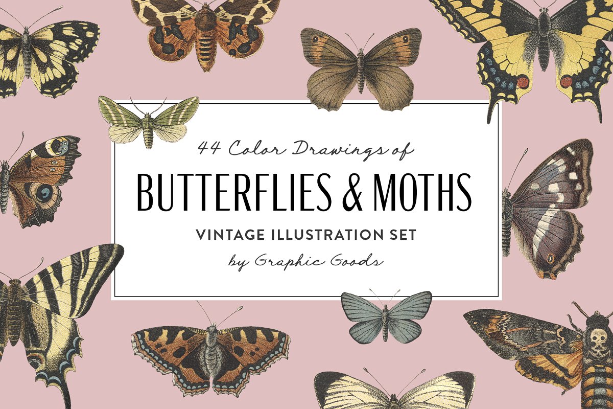 高品质复古风格蝴蝶&飞蛾插图集 Butterflies & Moths Vintage Graphics_img_2