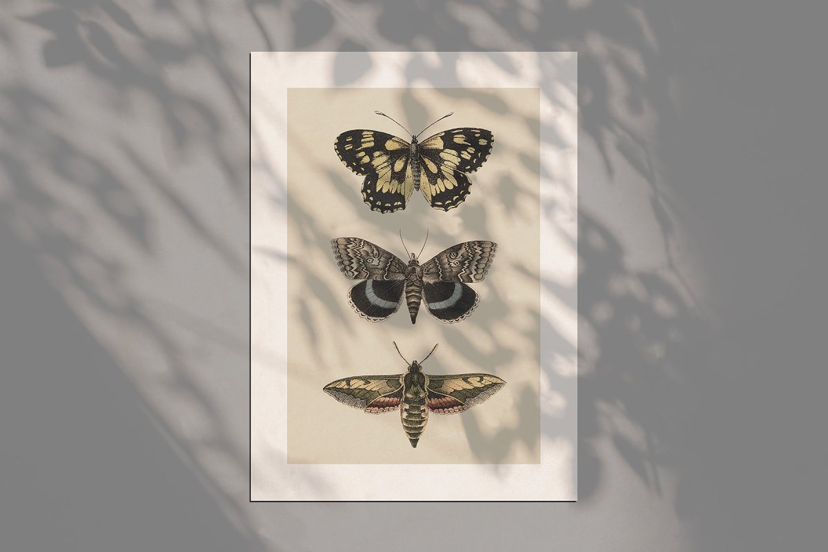 高品质复古风格蝴蝶&飞蛾插图集 Butterflies & Moths Vintage Graphics_img_2