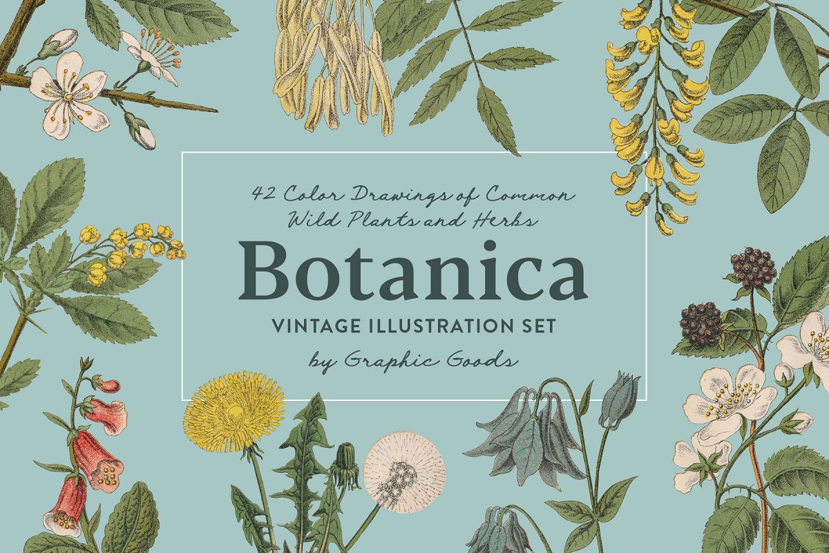 复古风格手绘野生植物&草药水彩插画PNG素材 Botanica - Vintage Illustrations_img_2