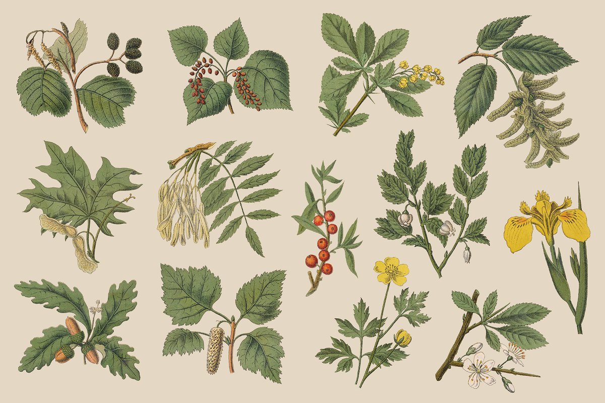 复古风格手绘野生植物&草药水彩插画PNG素材 Botanica - Vintage Illustrations_img_2