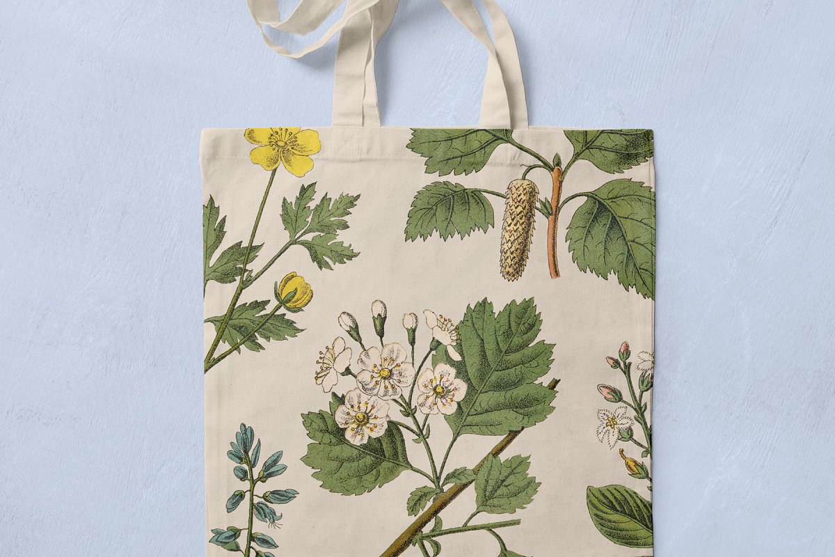 复古风格手绘野生植物&草药水彩插画PNG素材 Botanica - Vintage Illustrations_img_2