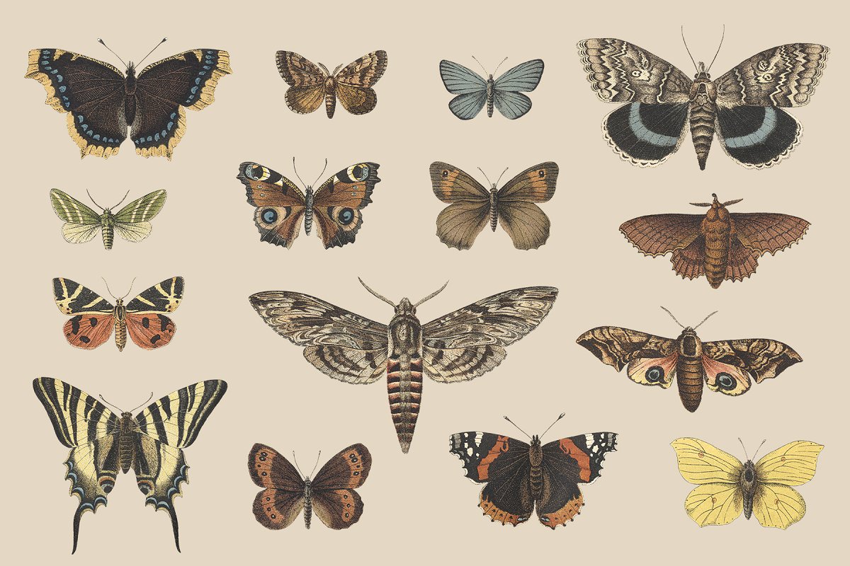 高品质复古风格蝴蝶&飞蛾插图集 Butterflies & Moths Vintage Graphics_img_2