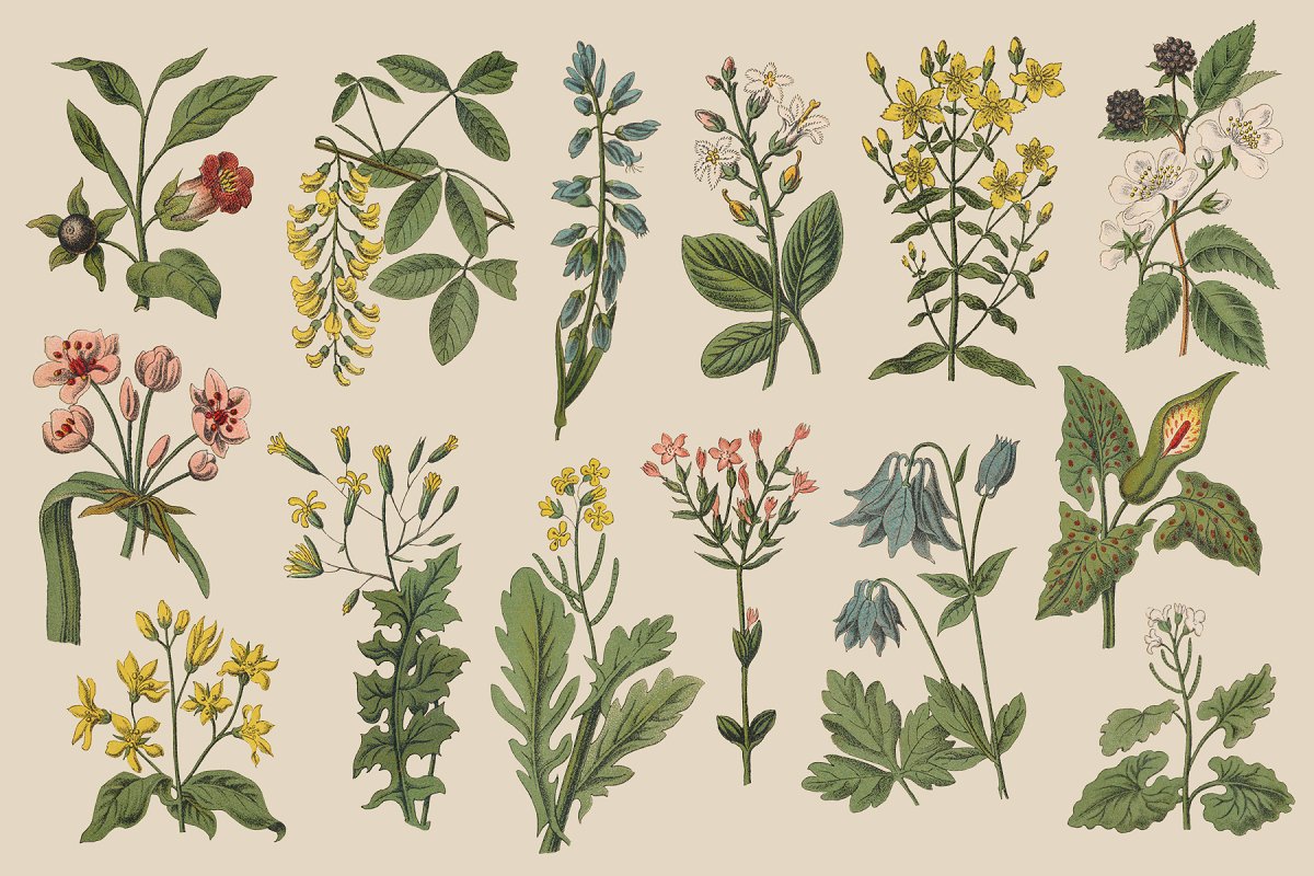 复古风格手绘野生植物&草药水彩插画PNG素材 Botanica - Vintage Illustrations_img_2