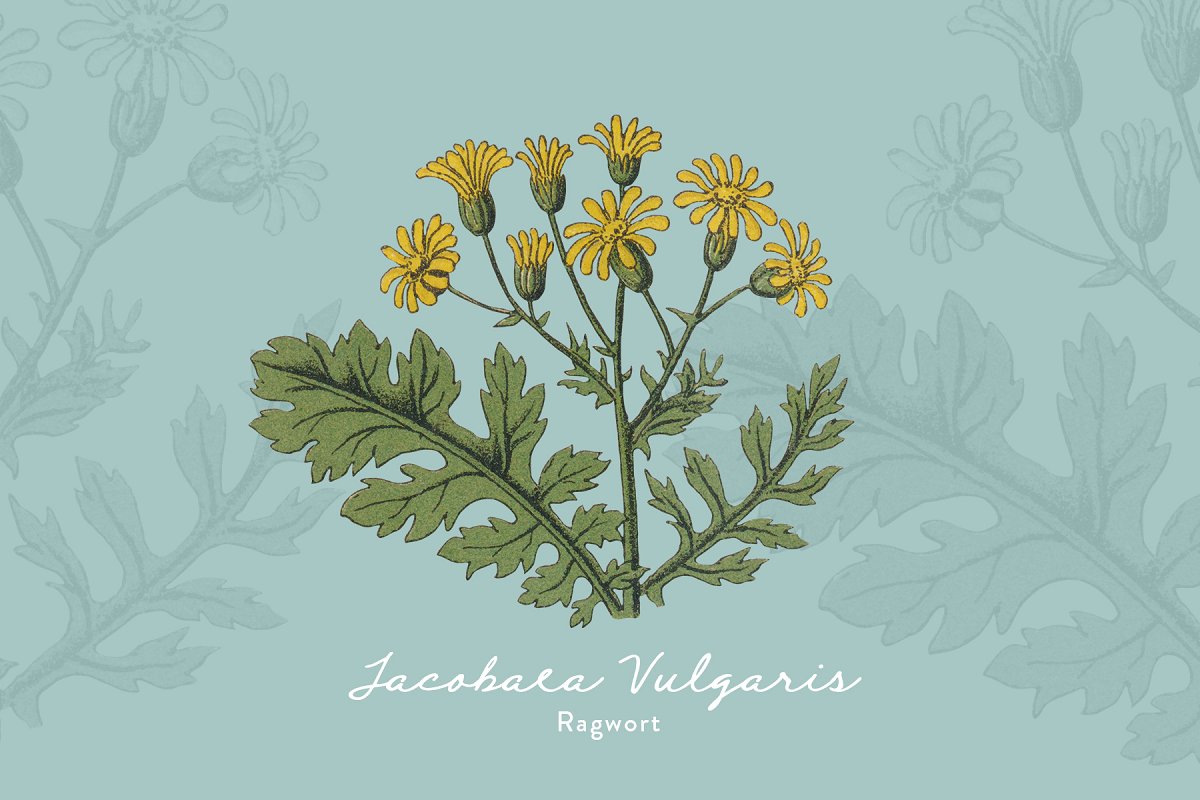 复古风格手绘野生植物&草药水彩插画PNG素材 Botanica - Vintage Illustrations_img_2