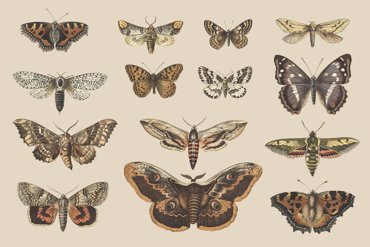 高品质复古风格蝴蝶&飞蛾插图集 Butterflies & Moths Vintage Graphics_img_2